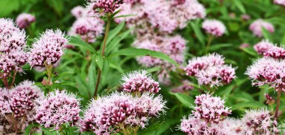 valeriana