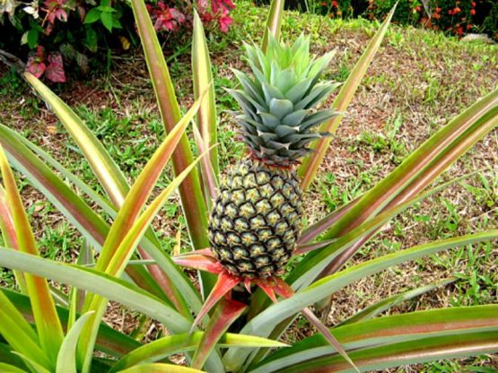 ananas