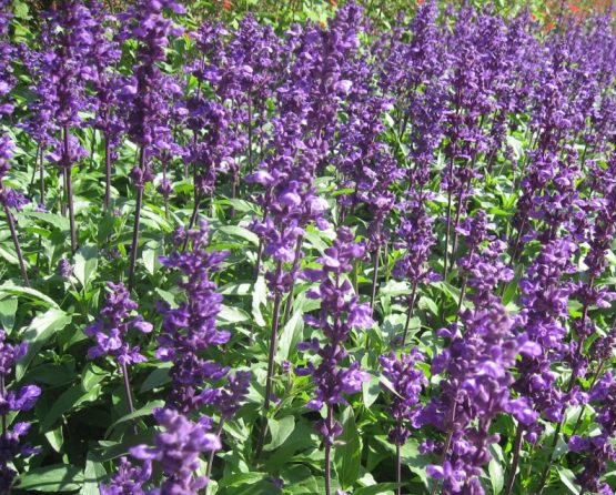salvia