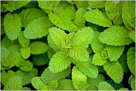 menta