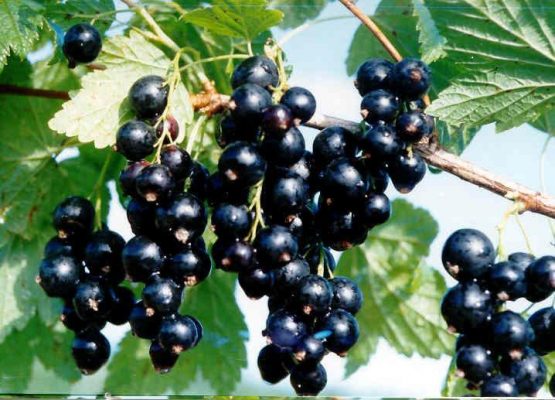 coacaz negru