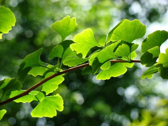 ginkgo biloba