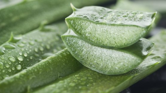 aloe vera