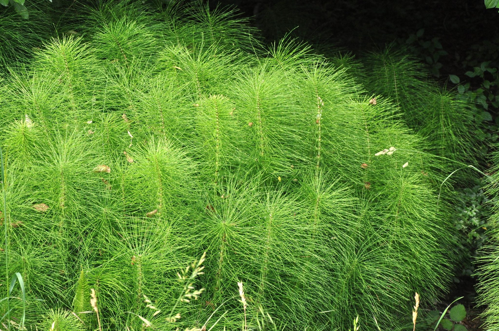 coada calului