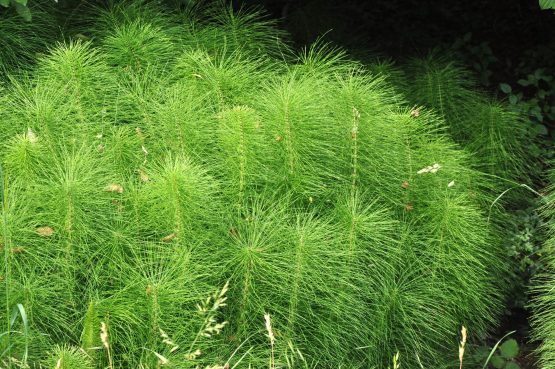 coada calului